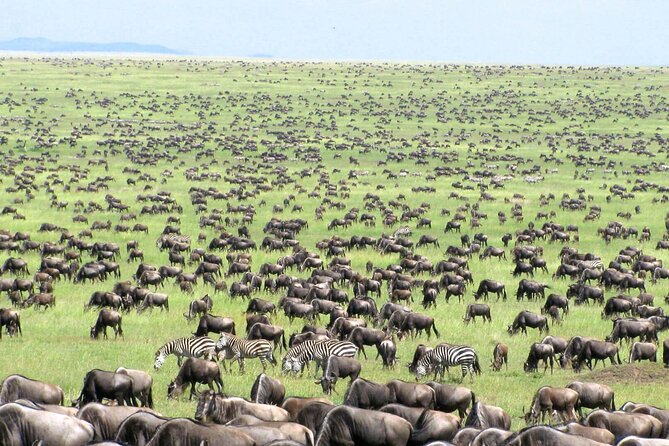 5 Day Private Guided Wildebeest Migration Tour - Day 4 Full Day Serengeti: Another Shot at the Mara River Moment