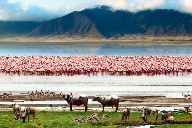 5 Day Private Guided Wildebeest Migration Tour - What You Should Know About Timing and Expectations for Migration