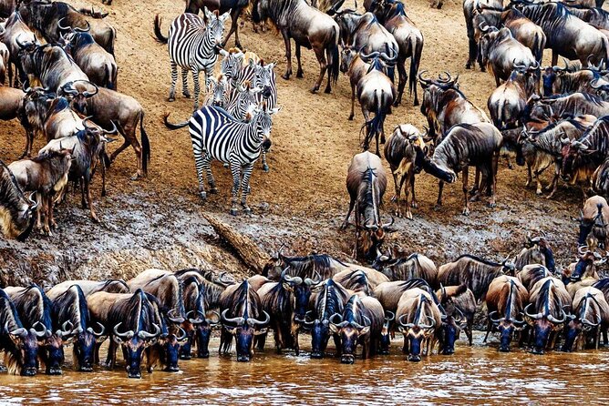 5 Day Private Guided Wildebeest Migration Tour - Day 2 Ngorongoro Crater: A World of Habitats in One Bowl