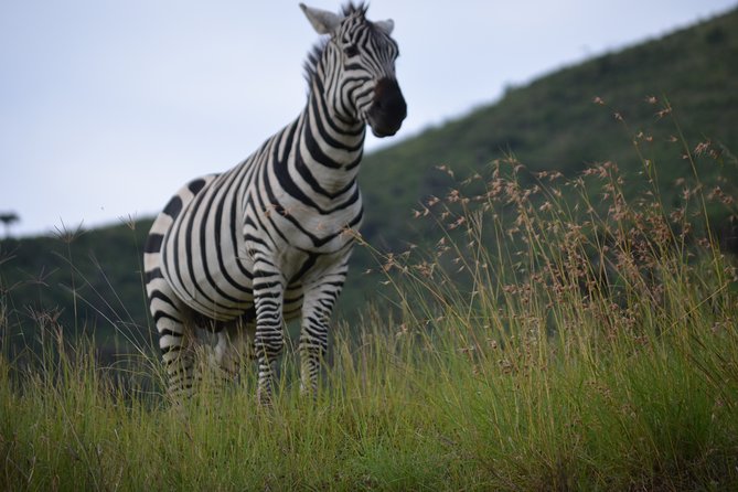 5 Day Private Lodge & Camping Tour of Tarangire, Serengeti & Ngorongoro Crater - Tarangire National Park: The River Drive That Kicks Things Off