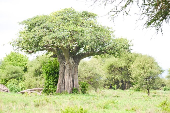 5 Day Private Lodge & Camping Tour of Tarangire, Serengeti & Ngorongoro Crater - What the Included Meals and Drinks Add to the Experience