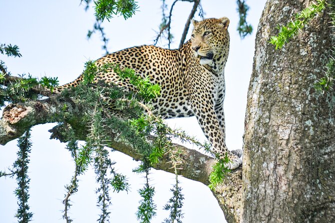 5 Day Private Lodge & Camping Tour of Tarangire, Serengeti & Ngorongoro Crater - Guides, Animal Spotting, and What the Best Feedback Says