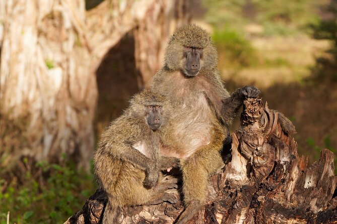 5-Day Private midrange Tour in Arusha with Airport Pickup - Day 3 Serengeti National Park: Seronera’s water brings wildlife close