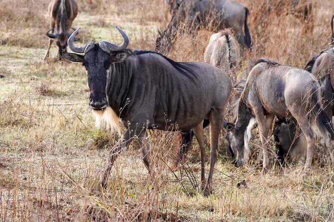 5-Day Private midrange Tour in Arusha with Airport Pickup - Day 4 Early Serengeti, then Ngorongoro for dinner and overnight