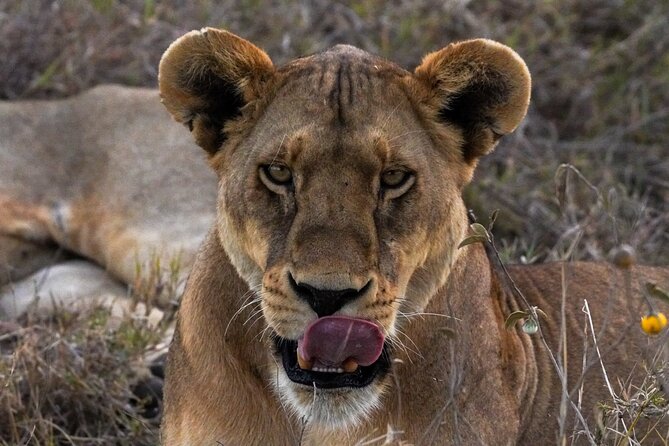5-Day Private midrange Tour in Arusha with Airport Pickup - Day 5 Ngorongoro crater descent: over 600 meters into predator country