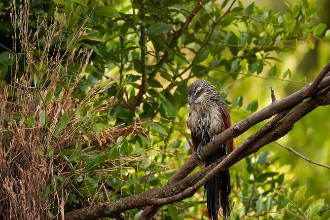 5-Day Private midrange Tour in Arusha with Airport Pickup - Private guide reality check: spotting skill and calm driving matter
