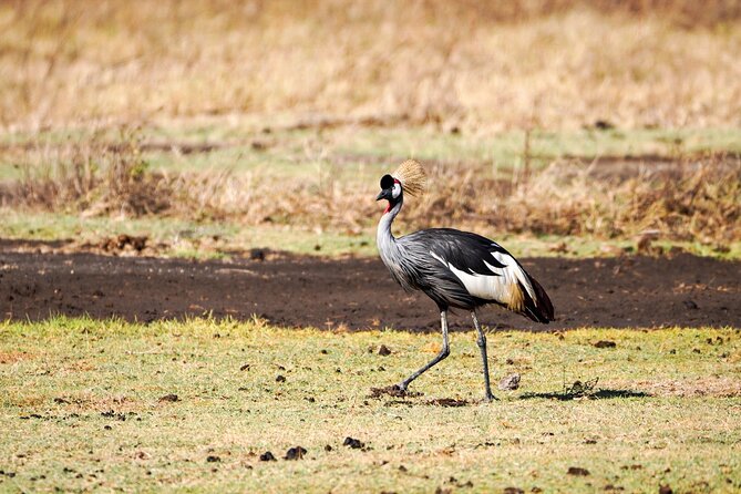 5-Day Private midrange Tour in Arusha with Airport Pickup - Midrange comfort and full-board meals: what “included” really buys you