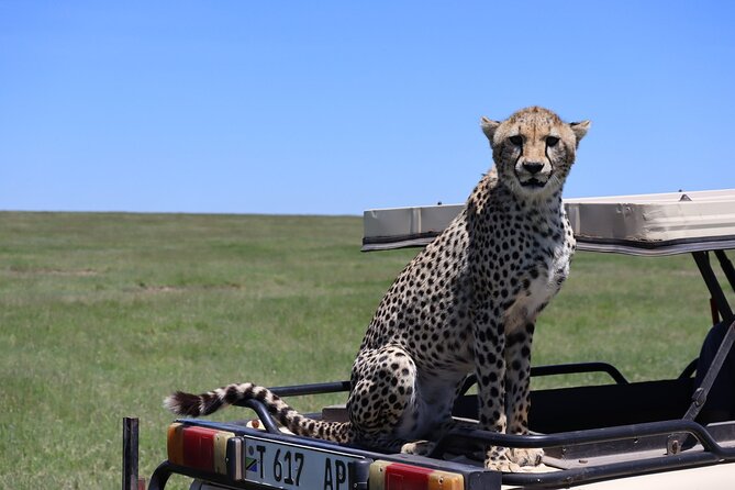 5-Day Private Safari in The Serengeti with Accommodation - Day 3 inside Serengeti National Park: full day, big-herd possibilities