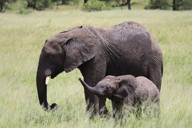 5-Day Private Safari in The Serengeti with Accommodation - Day 4 in Ngorongoro Crater: Africa’s Eden in one bowl