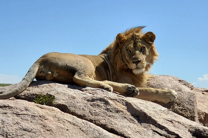 5-Day Private Safari in The Serengeti with Accommodation - Day 5 in Tarangire: birds, baobabs, and elephant focus