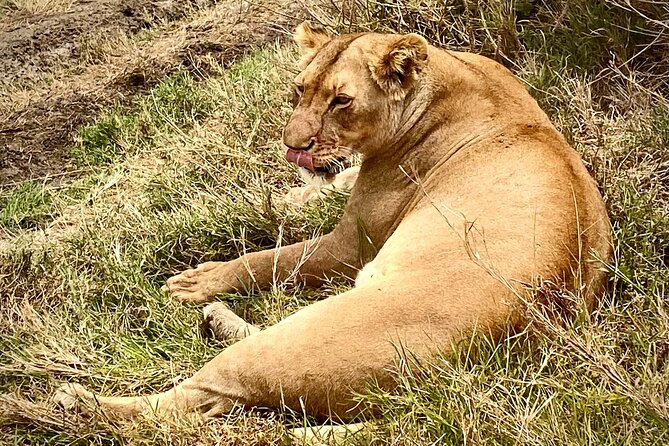5-Day Private Safari in The Serengeti with Accommodation - Price and value: what your $2,700 is buying