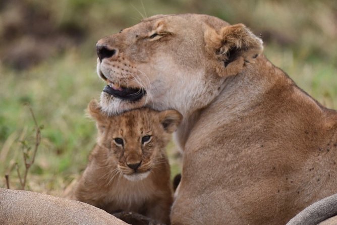 5-Day Private Safari Tour in Northern Tanzania - Key Highlights You’ll Feel on Day One