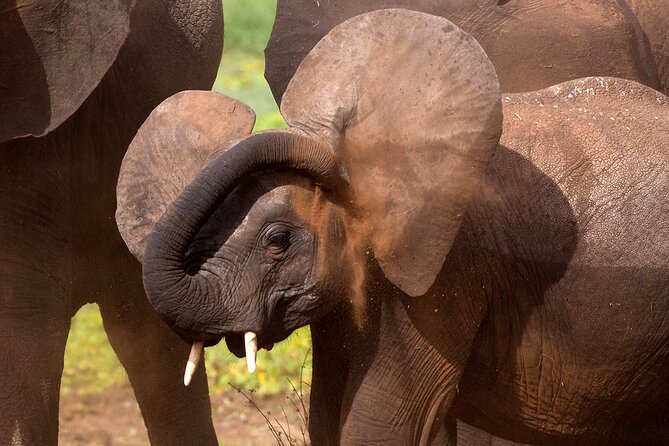 5-Day Private Safari Tour in Northern Tanzania - How This 5-Day Route Works (and why the pacing matters)