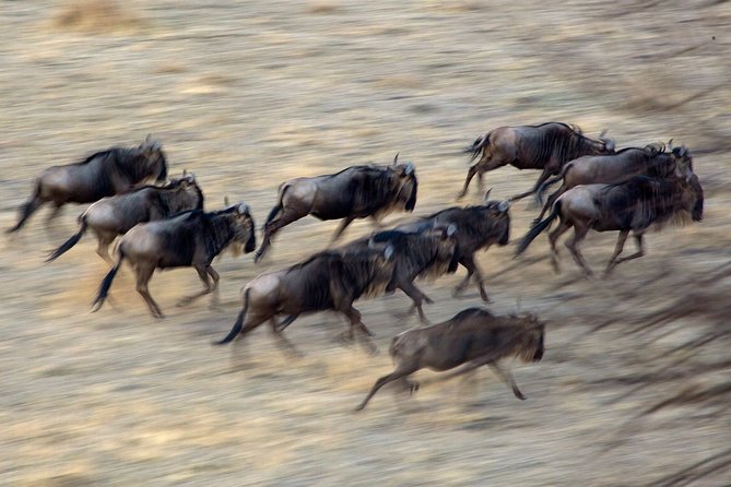 5-Day Private Safari Tour in Northern Tanzania - The Serengeti setup: transferring to Kiota Camp and building momentum