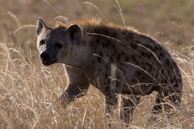 5-Day Private Safari Tour in Northern Tanzania - Optional Olduvai Gorge: add meaning without taking over your week