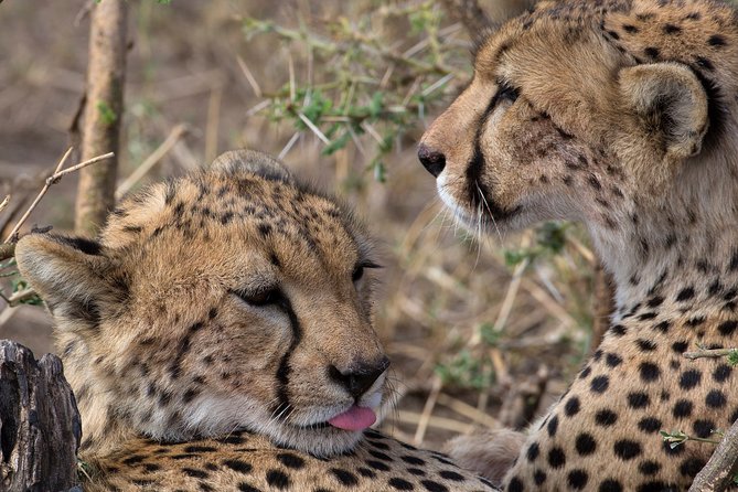 5-Day Private Safari Tour in Northern Tanzania - Tarangire National Park: elephants, birds, baobabs, and termite mound scenery