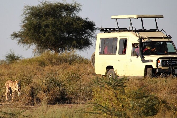 5-Day Private Safari Tour in Tanzania's Wildlife - Meals, lodges, and the comforts that save your energy