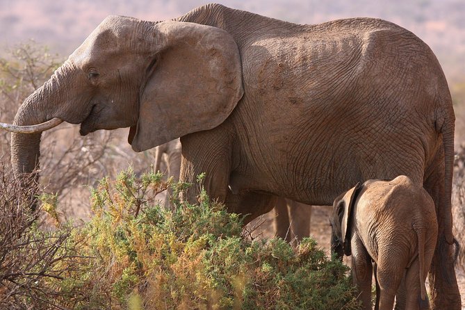 5 day safari Tarangire Serengeti and Ngorongoro crater - Key highlights that matter on the ground