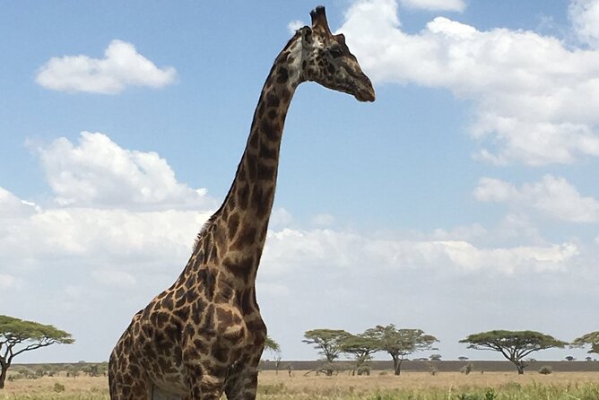 5 day safari Tarangire Serengeti and Ngorongoro crater - Tarangire, Serengeti, and Ngorongoro in 5 days, the value of this route