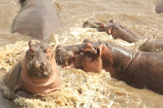5 day safari Tarangire Serengeti and Ngorongoro crater - Day 2 in the Serengeti: Seronera and the water that gathers wildlife