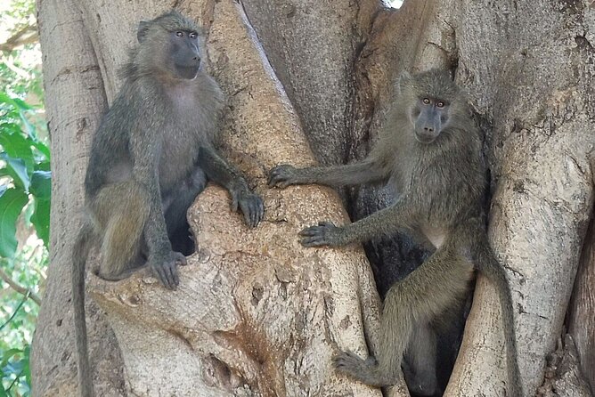 5 day safari Tarangire Serengeti and Ngorongoro crater - Day 3 in the Serengeti: long game drives and a full day of animals
