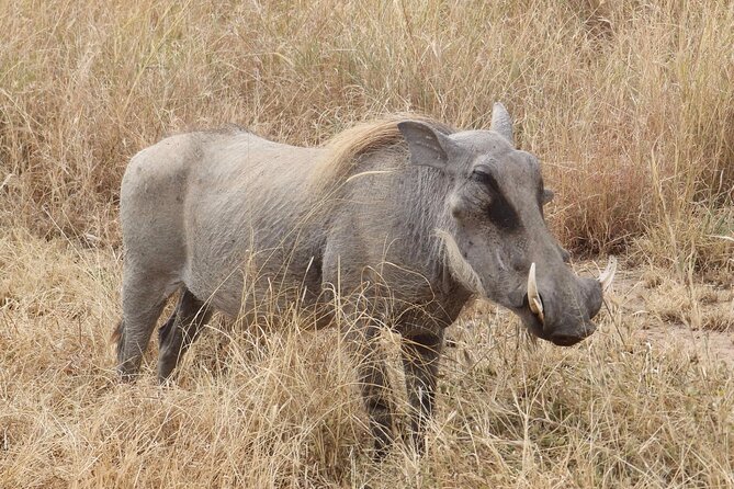 5 day safari Tarangire Serengeti and Ngorongoro crater - Day 5 in Ngorongoro Crater: a wildlife drive inside the bowl