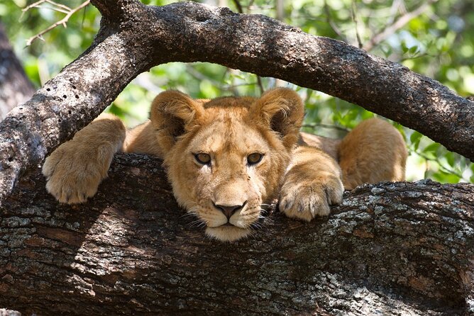 5 Day: Scenic Northern Circuit Safari - Who this private northern circuit is best for