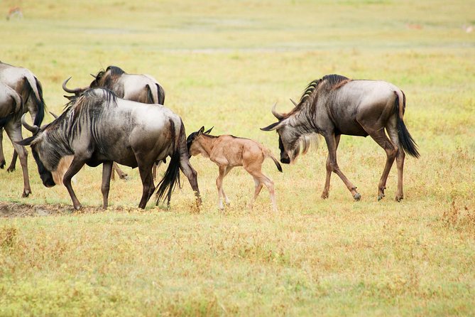 5 Day Serena Luxury Tanzania Safari - A Northern Tanzania Route That Actually Makes Sense in 5 Days