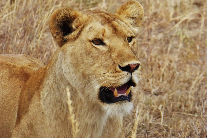 5 Day Serena Luxury Tanzania Safari - Day 5 Descend from the Crater Rim and Scan for the Uncommon