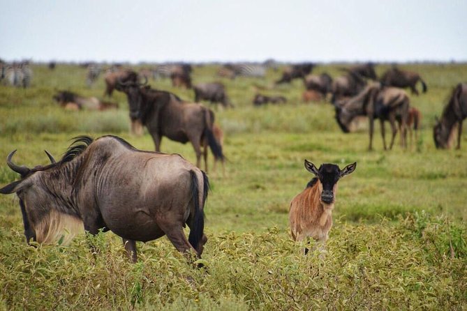 5 Day Serena Luxury Tanzania Safari - Day 2 Serengeti: Finding the Migration Loop and Waiting for Predators