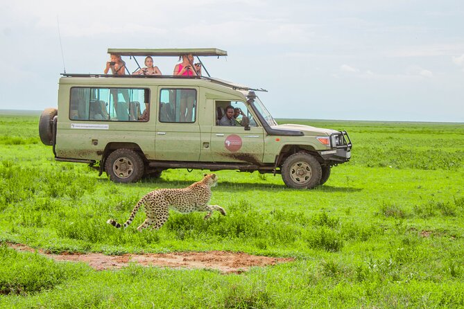 5 Day Serengeti Luxury Safari - Day 1: Tarangire National Park, elephants, and a picnic lunch in the wild