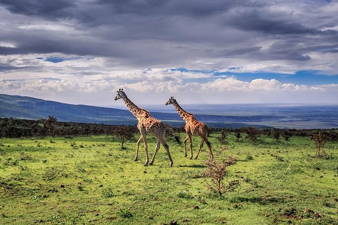 5 Day Serengeti Luxury Safari - Day 3: A full Serengeti day, when the morning and afternoon both matter