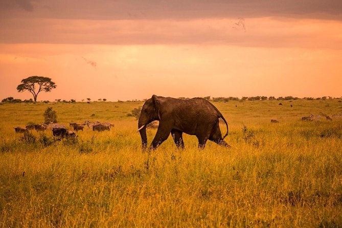 5 Day Serengeti Luxury Safari - Day 5: The crater descent over 600 meters, predators, and Lake Magadi