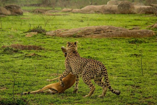 5 Day Serengeti Luxury Safari - Lodges, meals, and the comfort that actually changes your safari day