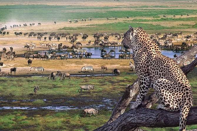 5 Day Serengeti Luxury Safari - Price of $4,000.21 per person: what you get, what you still pay