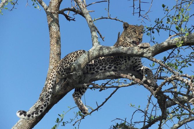 5 Day Serengeti, Tarangire, & Ngorongoro & Manyara Grass Root Safari. - A smart 5-day Northern Circuit loop, built for variety