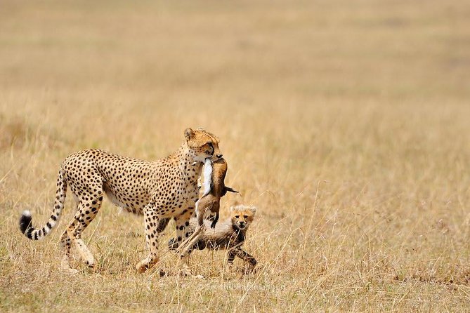 5 Day Serengeti, Tarangire, & Ngorongoro & Manyara Grass Root Safari. - Day 2 Ngorongoro Conservation Area views, then Serengeti by midday