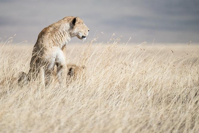 5 Day Serengeti, Tarangire, & Ngorongoro & Manyara Grass Root Safari. - Guides, group size, and the feel of a well-run safari