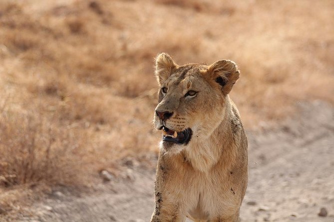 5 Day Serengeti, Tarangire, & Ngorongoro & Manyara Grass Root Safari. - Day 1 Tarangire National Park: elephants first, then the chance of big cats