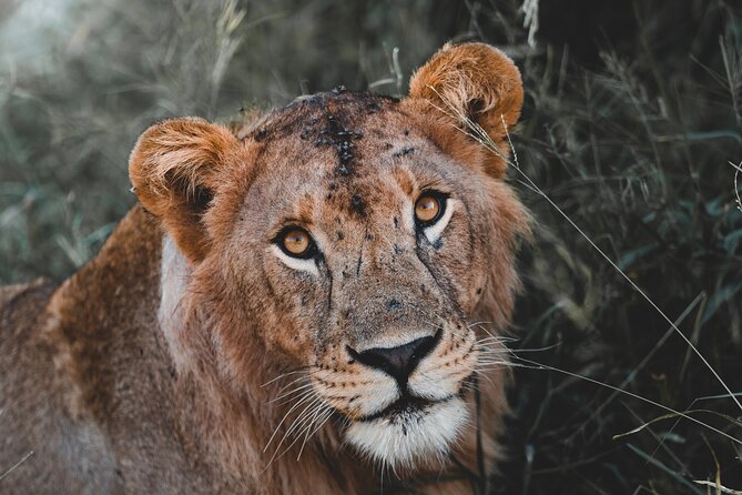5 Day Tanzania Safari - Key Highlights You’ll Actually Care About