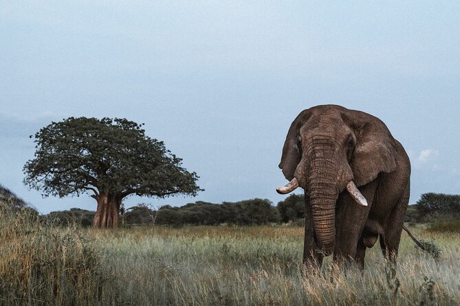 5 Day Tanzania Safari - How This 5-Day Tanzania Safari Sets You Up for Real Sightings