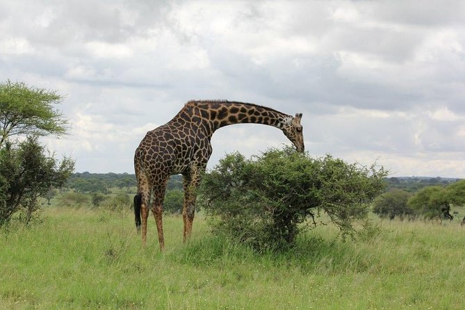 5 Days / 4 Nights Join group safari - Open-roof 4x4 safari vehicles and window seats
