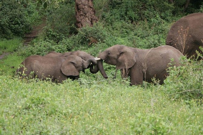 5 Days / 4 Nights Join group safari - Lake Manyara: finishing with a different feel