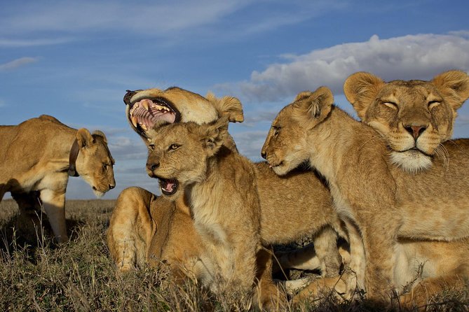 5 Days / 4 Nights Join group safari - Price and value: what $1,346.67 really buys