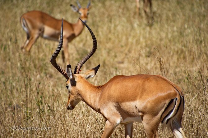 5 Days / 4 Nights Join group safari - Tarangire National Park: where the big animals feel close