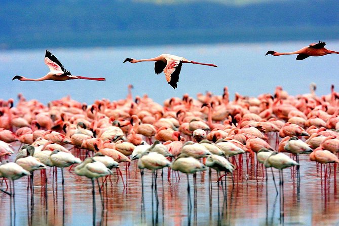 5 Days 4 Nights Tarangire, Serengeti , Ngorongoro & Manyara Wildlife Safari - Ngorongoro Crater: going down is the whole point