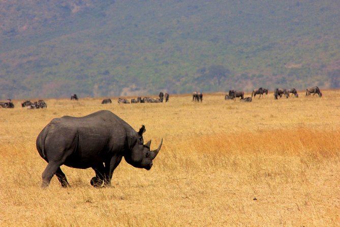 5 Days 4 Nights Tarangire, Serengeti , Ngorongoro & Manyara Wildlife Safari - How the schedule feels day to day (and how to cope)