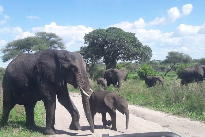 5 Days African Safaris - Lake Manyara: Flamingos, Elephants, and the Tree-Climbing Lions Factor