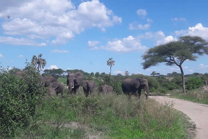 5 Days African Safaris - Guides Make or Break the Game Drives: Luis and Praygod Examples