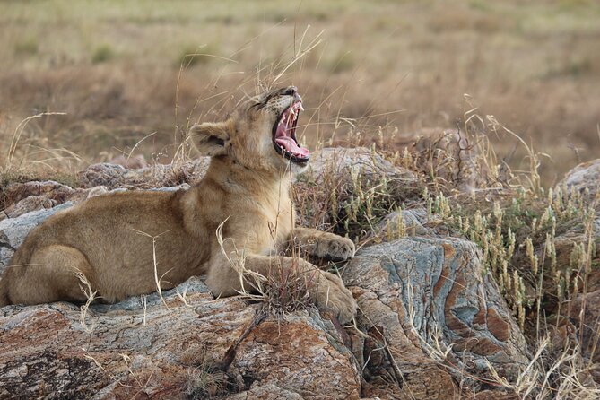 5 Days Best of Tanzania Luxury Safari Northern Circuit - What the itinerary means for your wildlife chances